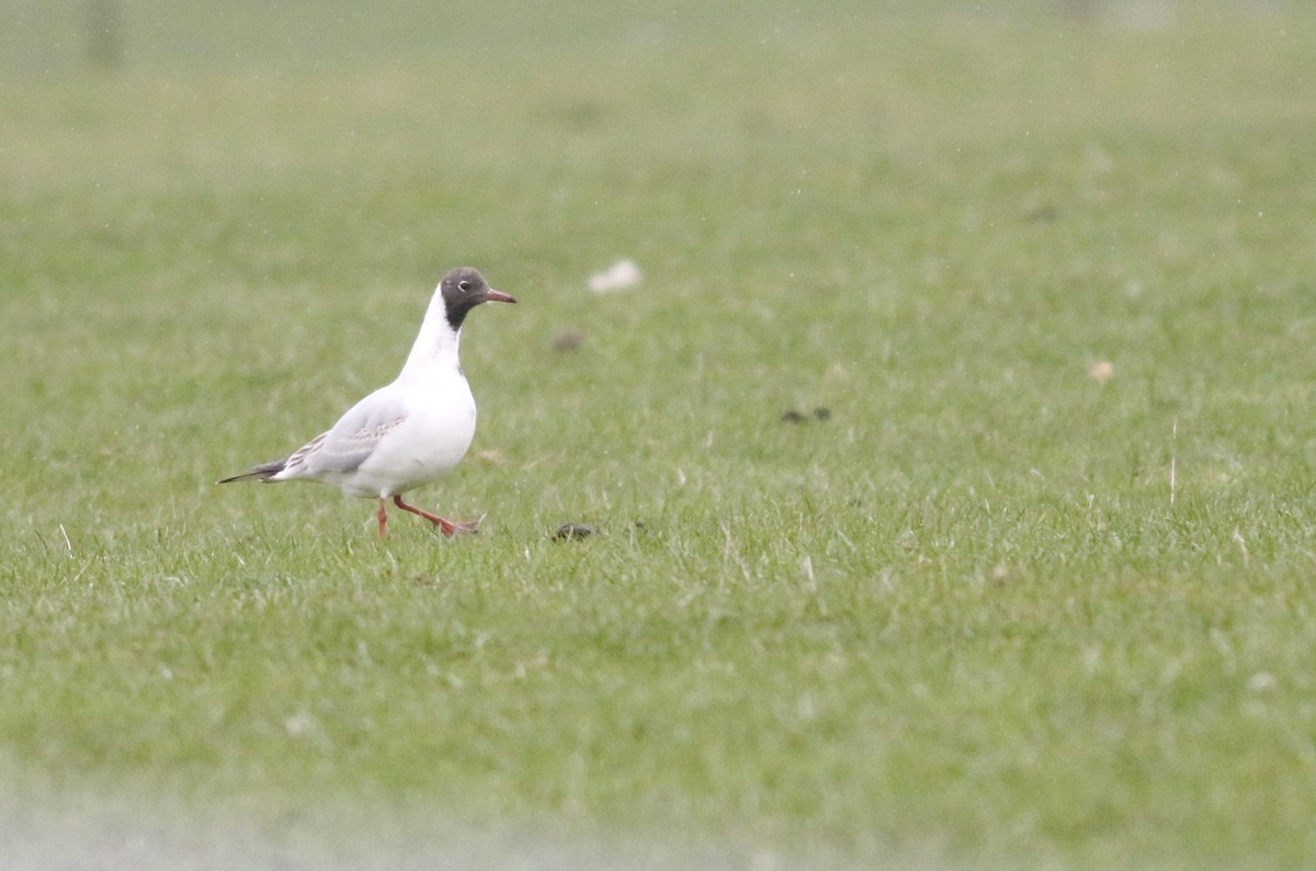 Gaviota Reidora - ML645933601