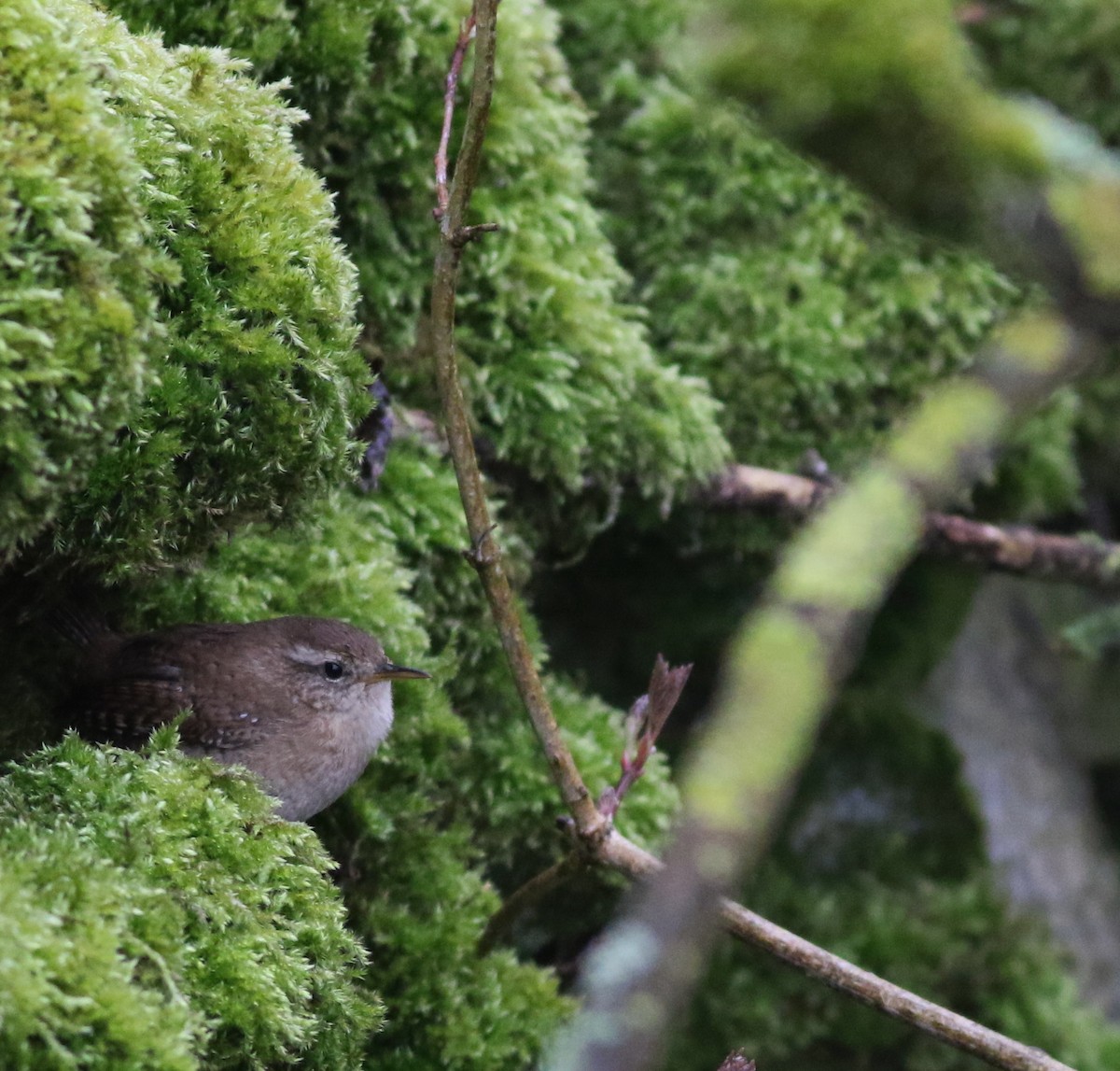Chochín Paleártico - ML645933602