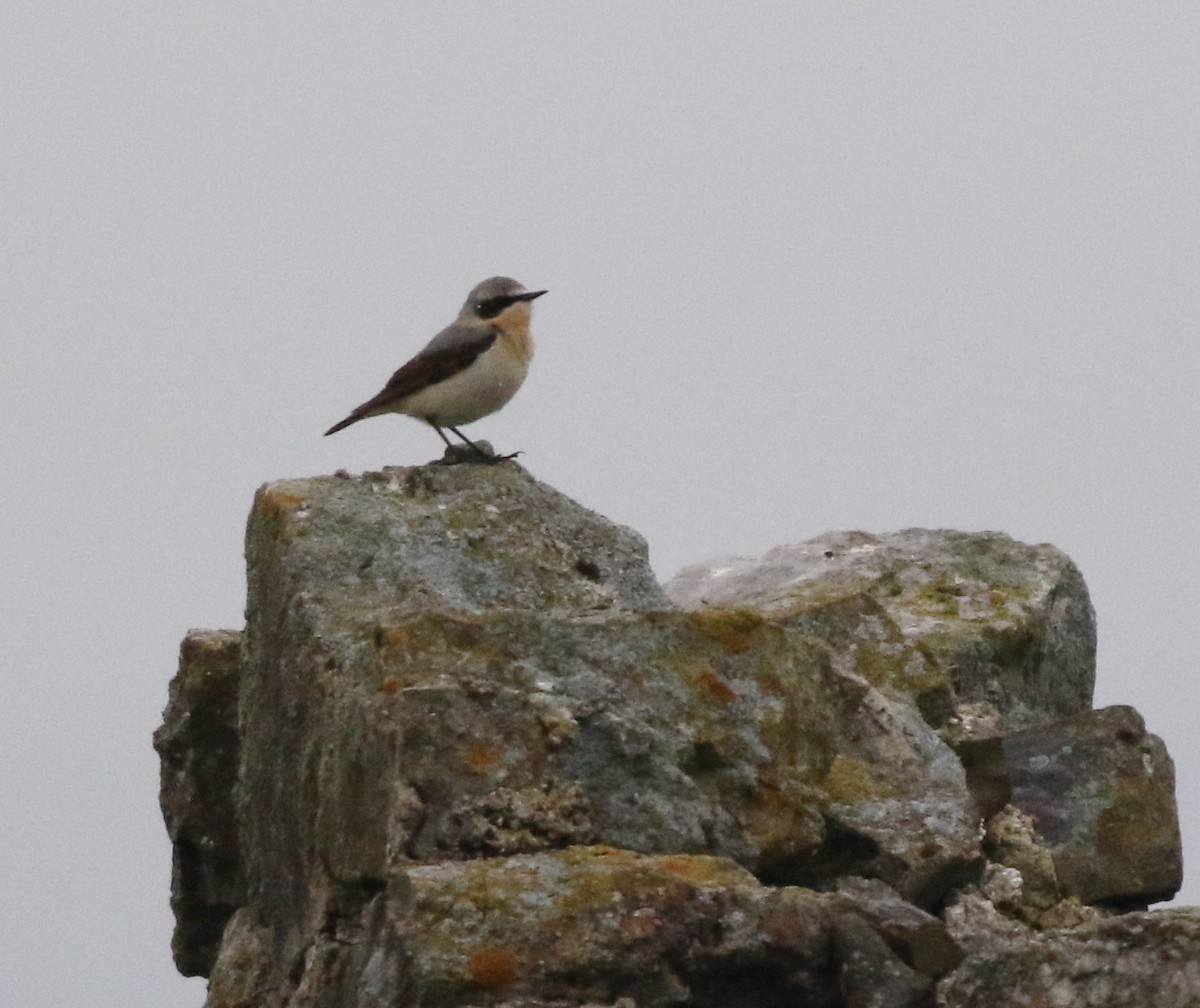 Collalba Gris - ML645933603