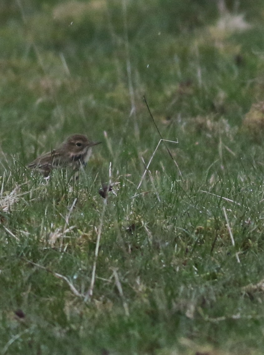 Bisbita Pratense - ML645933605