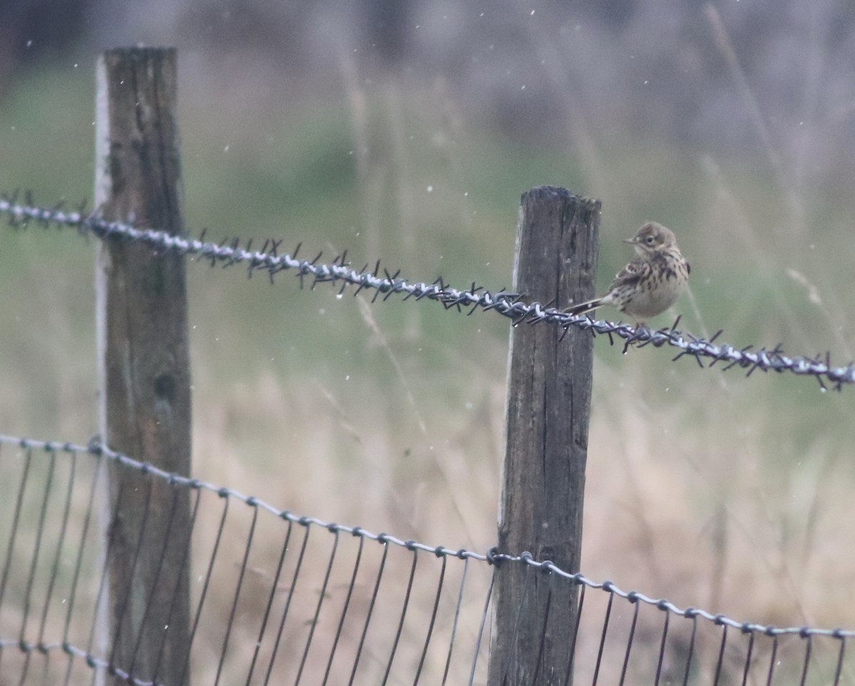 Meadow Pipit - ML645933606