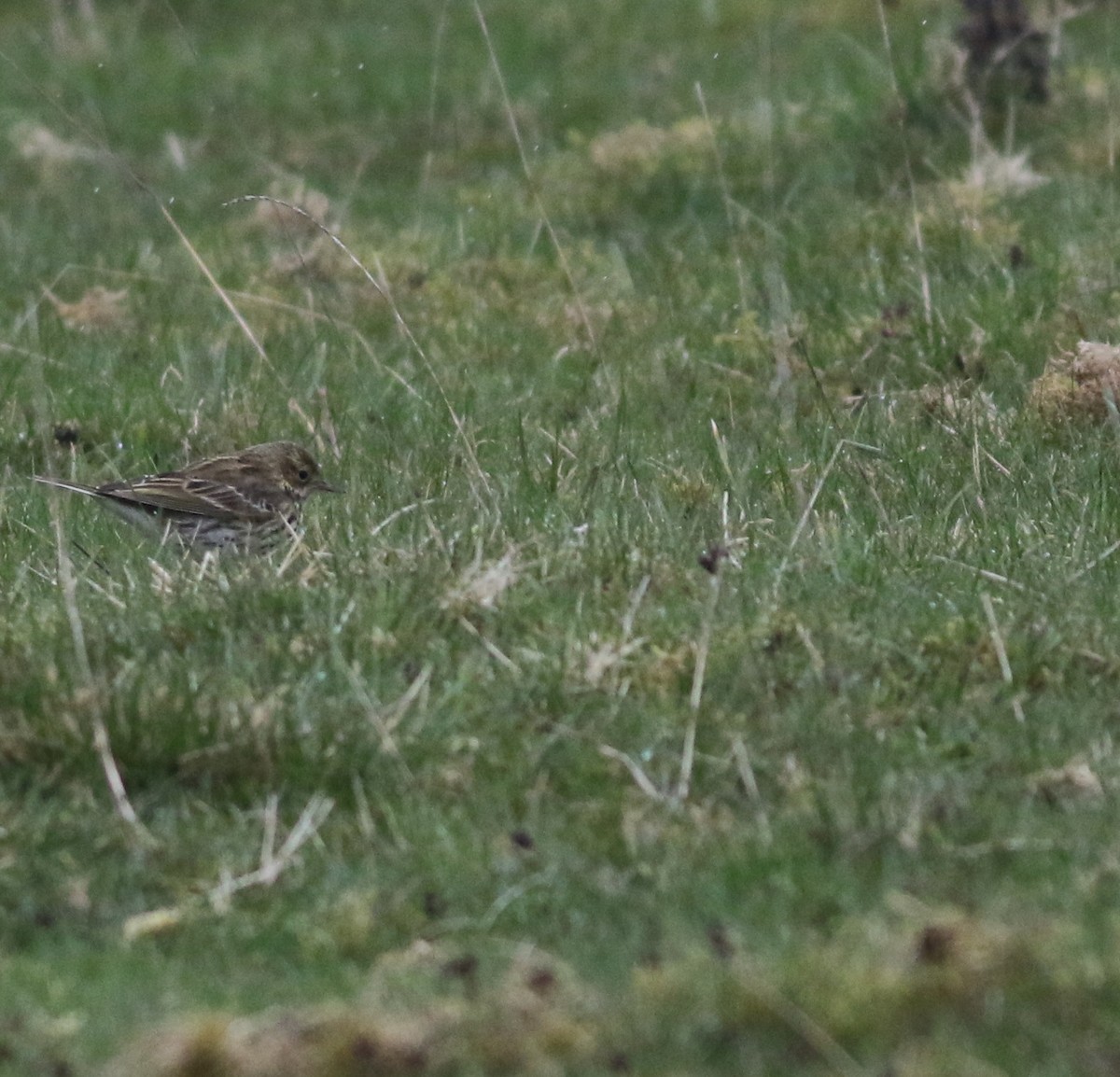 Meadow Pipit - ML645933607