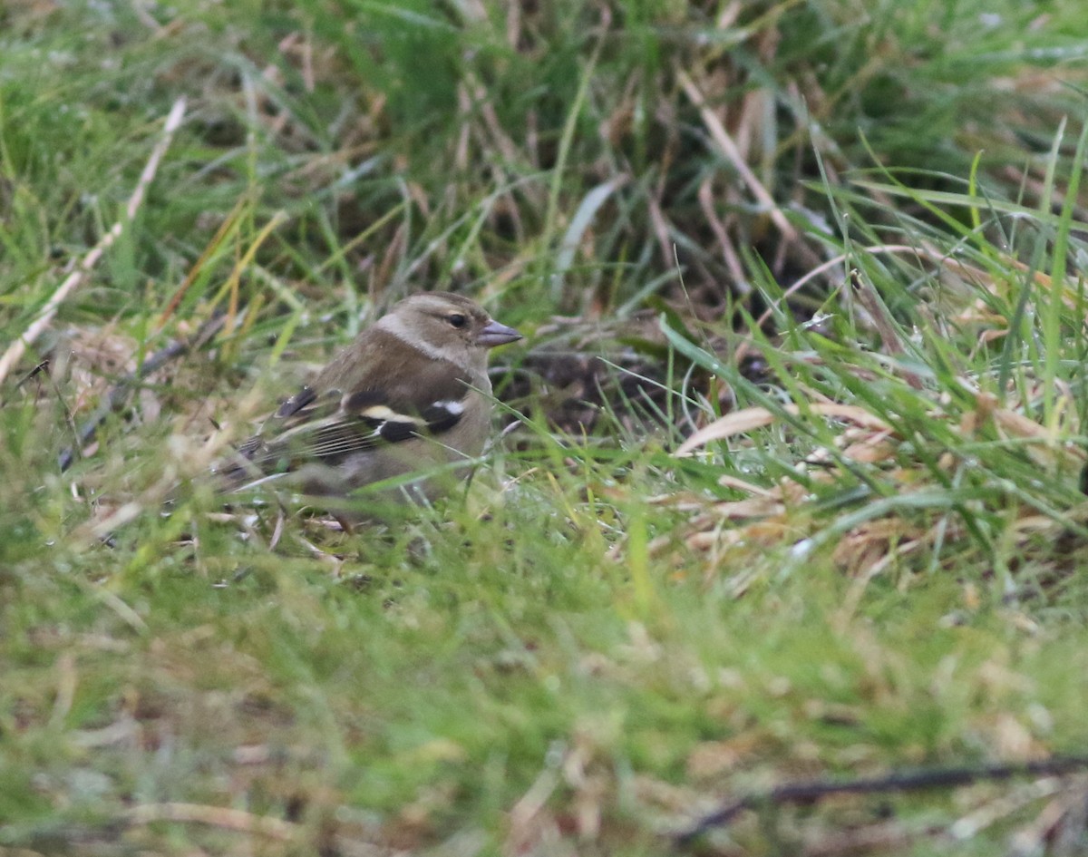 Common Chaffinch - ML645933609