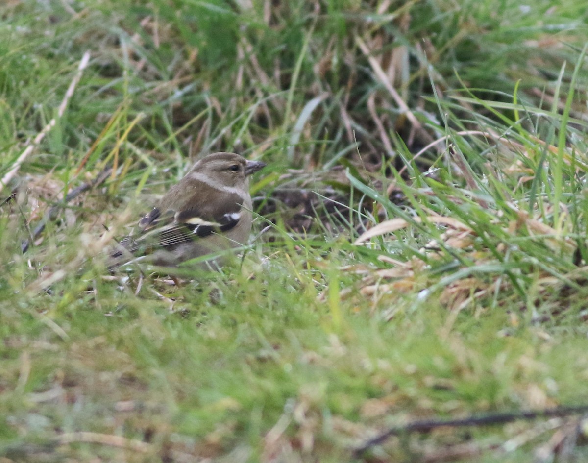 Common Chaffinch - ML645933610