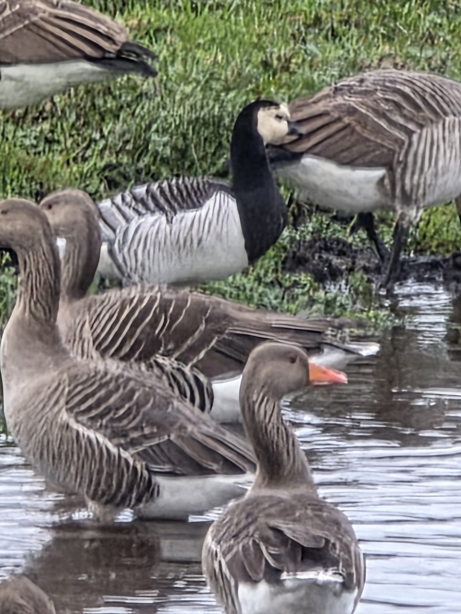 Barnacle Goose - ML645933612