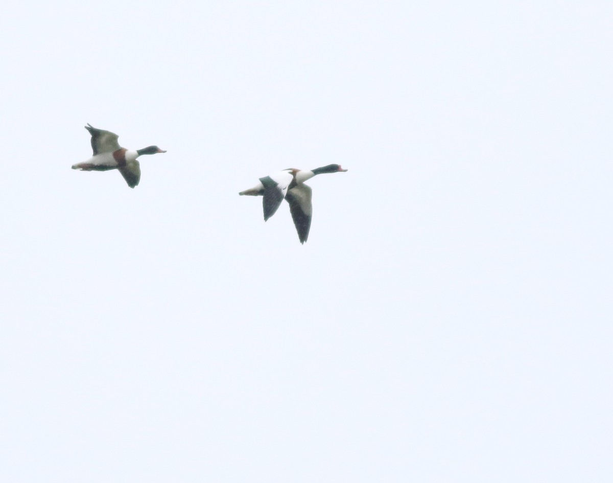 Common Shelduck - ML645933613