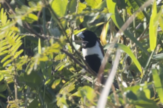 Tricolored Munia - ML645933616