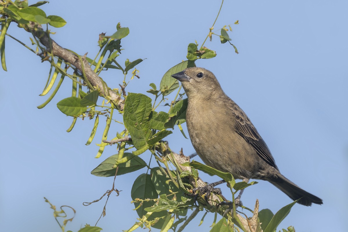 Shiny Cowbird - ML645933617
