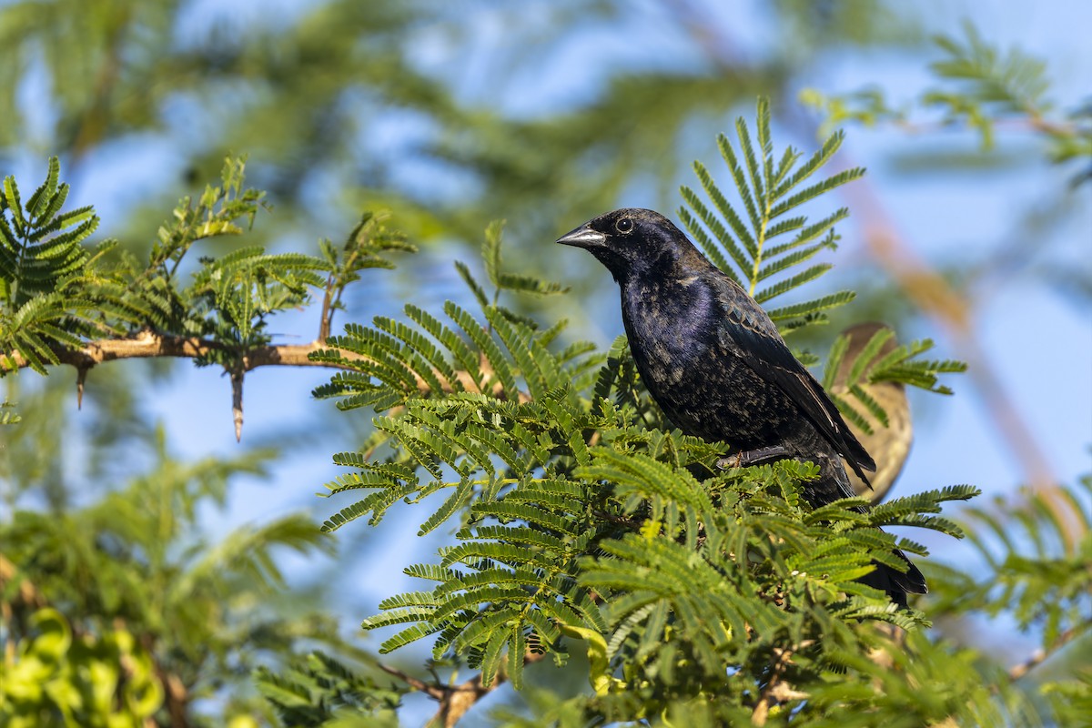 Shiny Cowbird - ML645933618