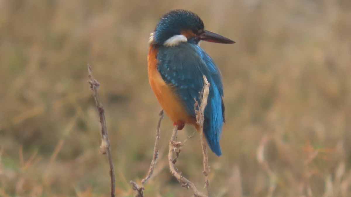 Common Kingfisher - ML645933619
