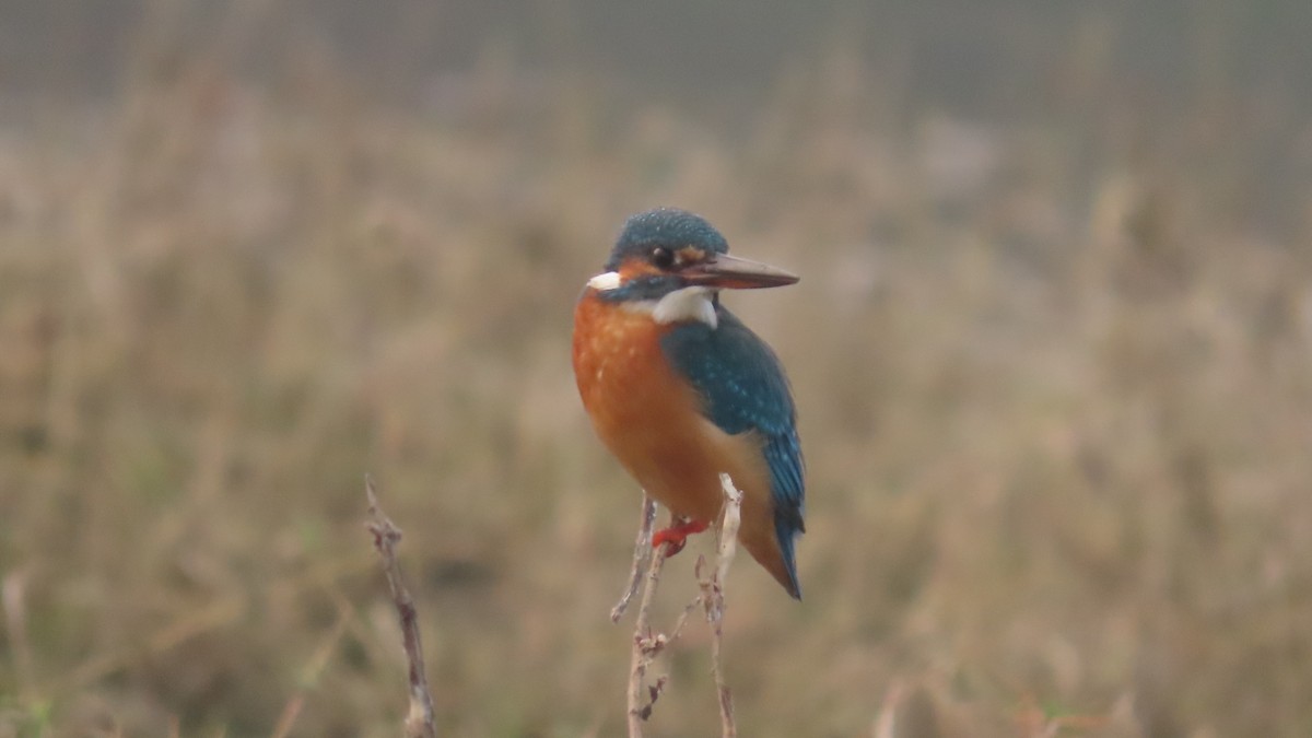 Common Kingfisher - ML645933620