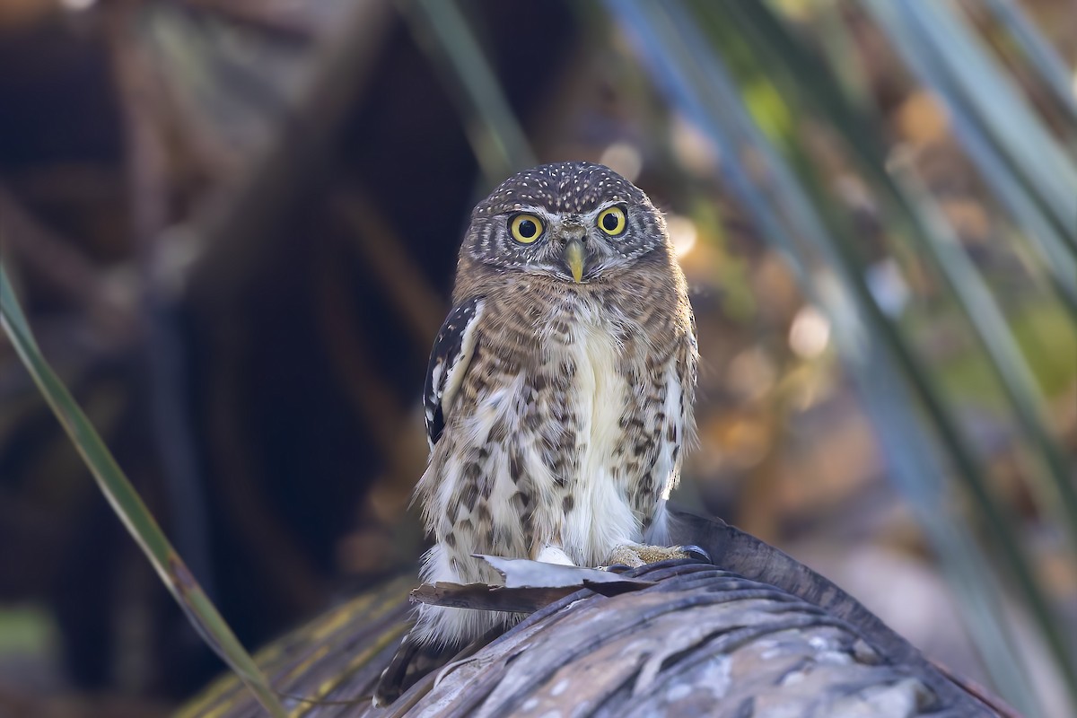 Cuban Pygmy-Owl - ML645933623
