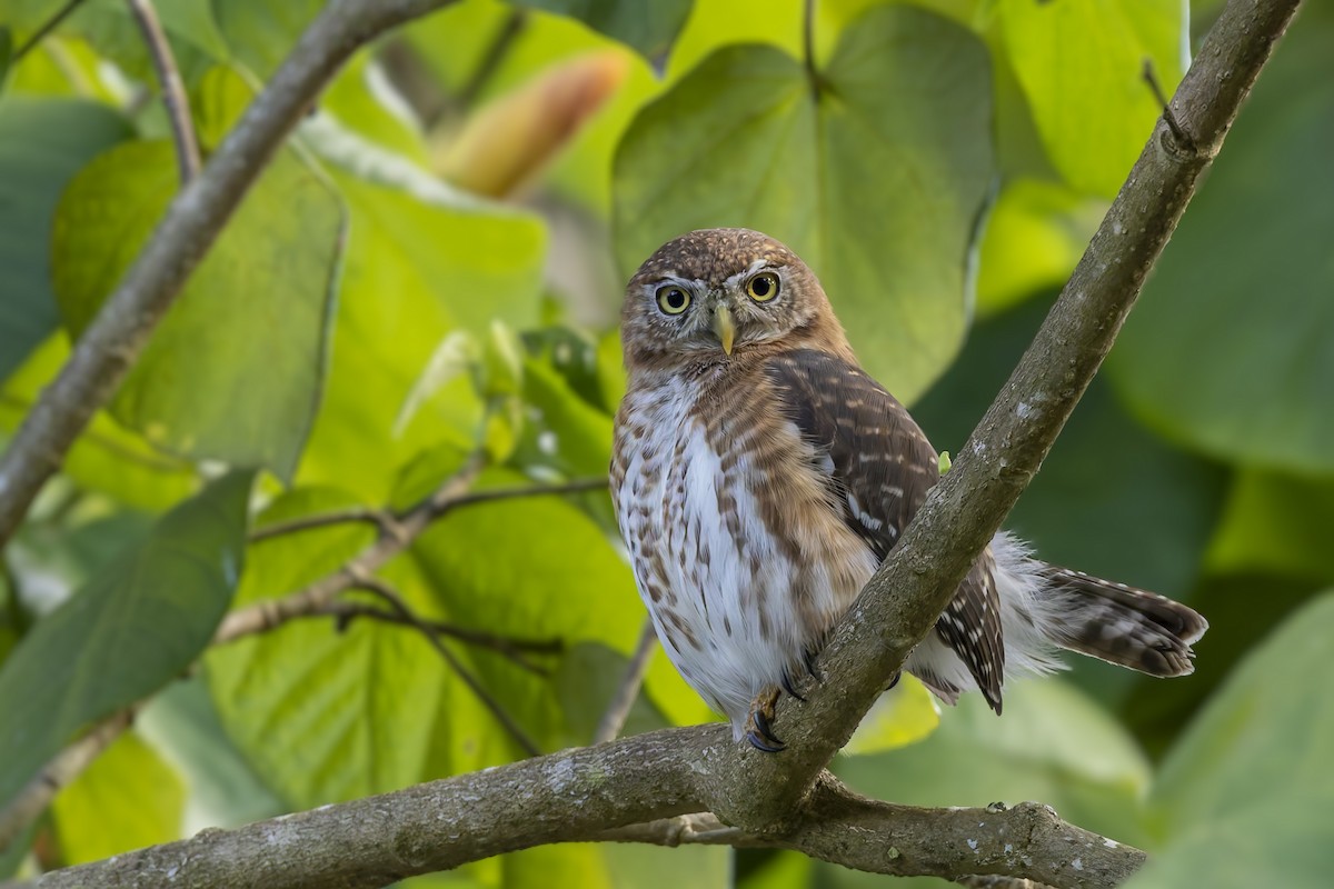 Cuban Pygmy-Owl - ML645933624