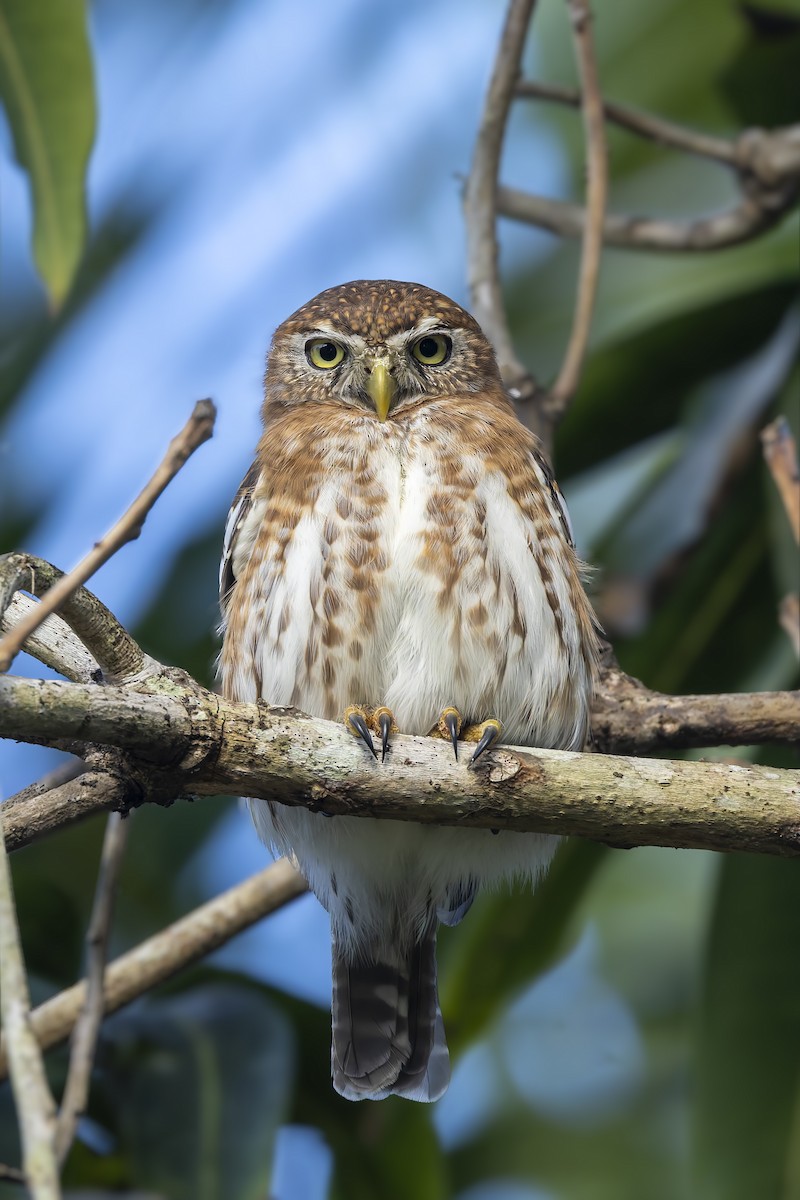 Cuban Pygmy-Owl - ML645933625