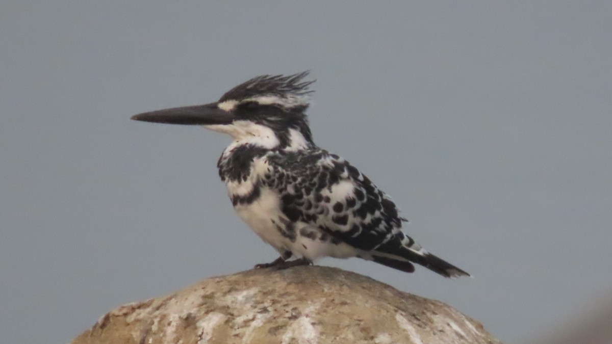 Pied Kingfisher - ML645933626