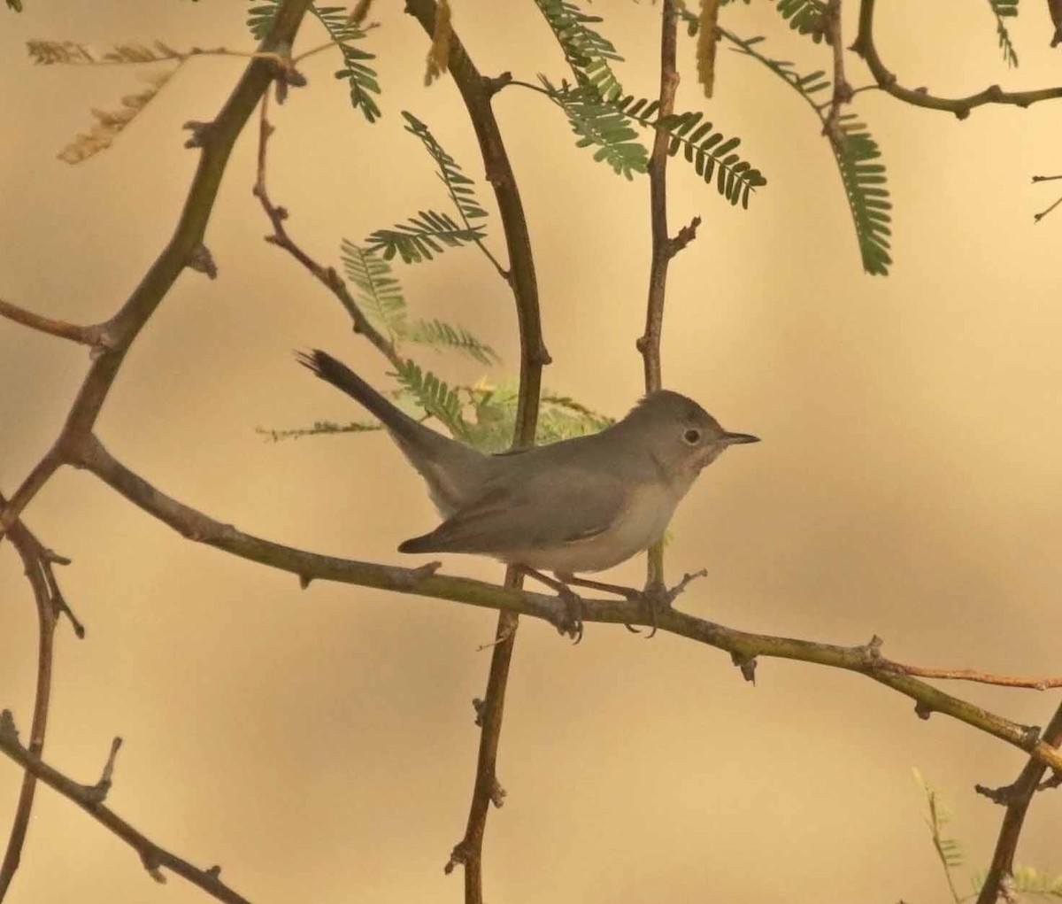 Menetries's Warbler - ML645933628