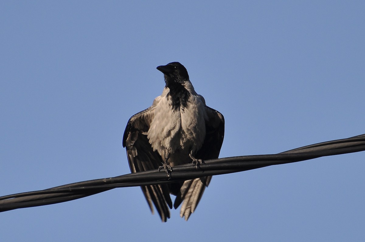 Hooded Crow - ML645933629