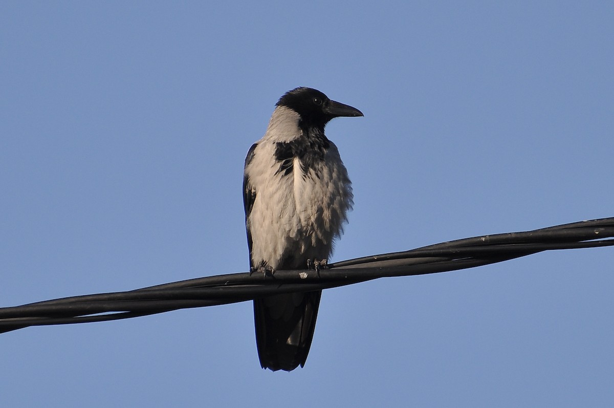 Hooded Crow - ML645933630