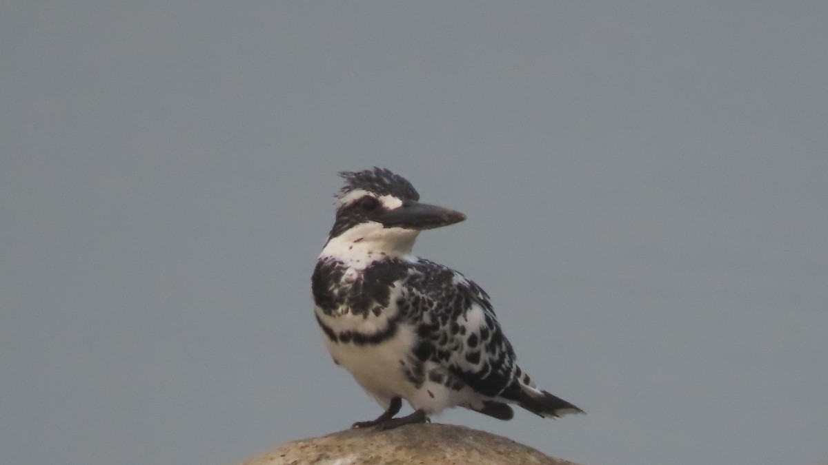 Pied Kingfisher - ML645933631