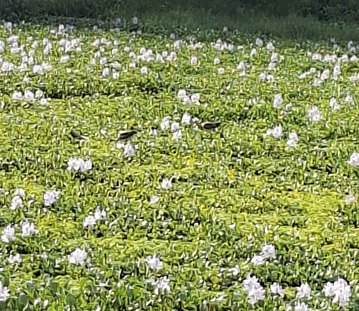 Pheasant-tailed Jacana - ML645933632
