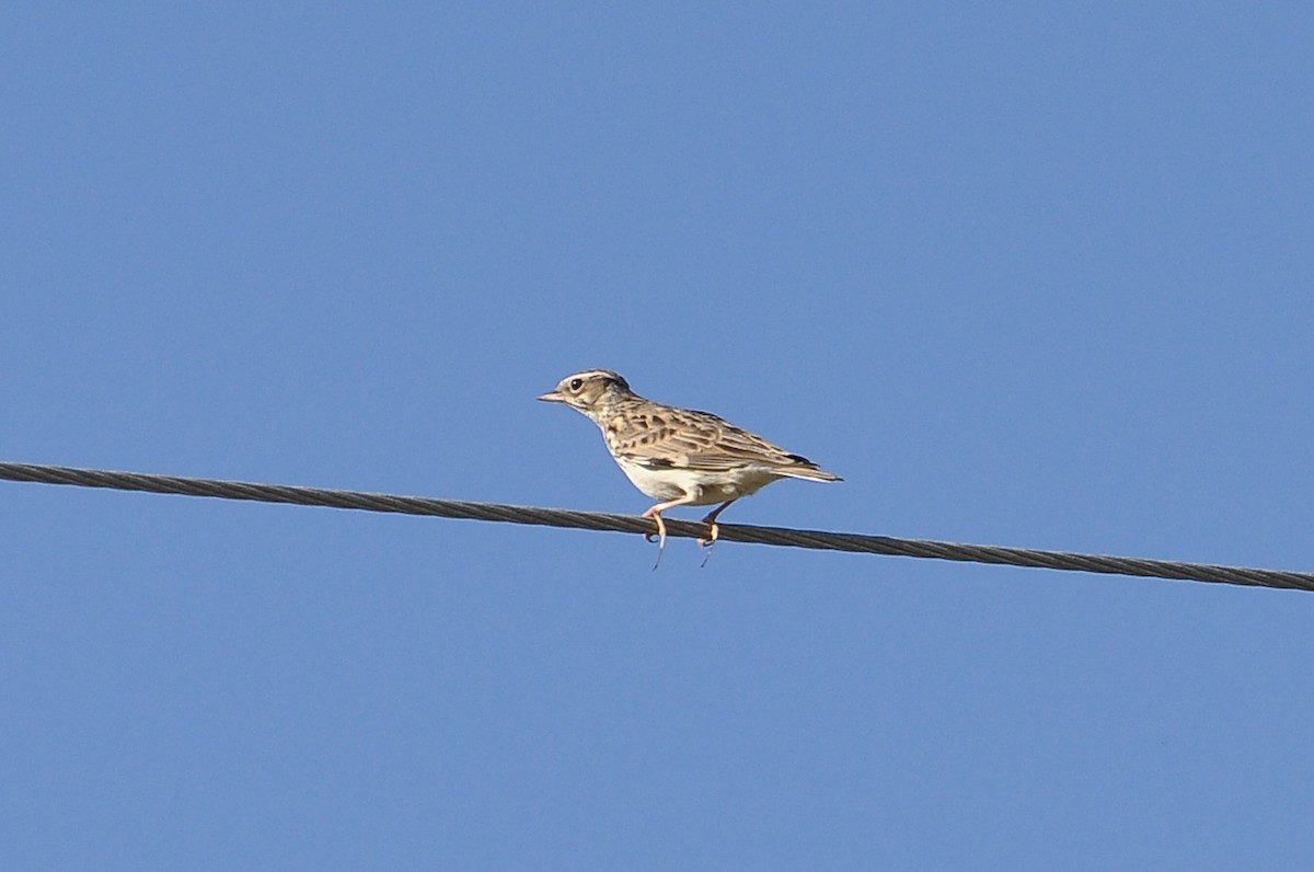 Wood Lark - ML645933633