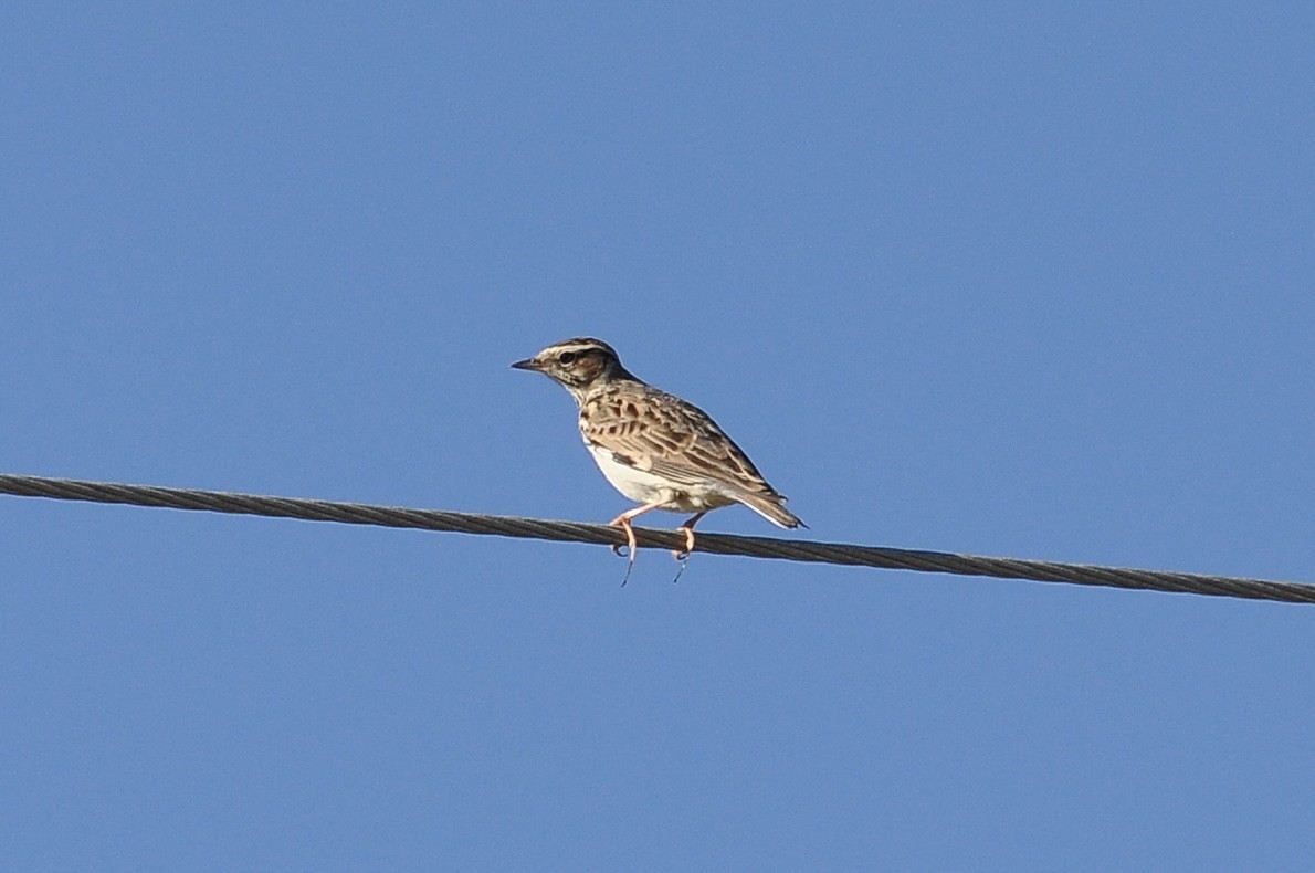 Wood Lark - ML645933634