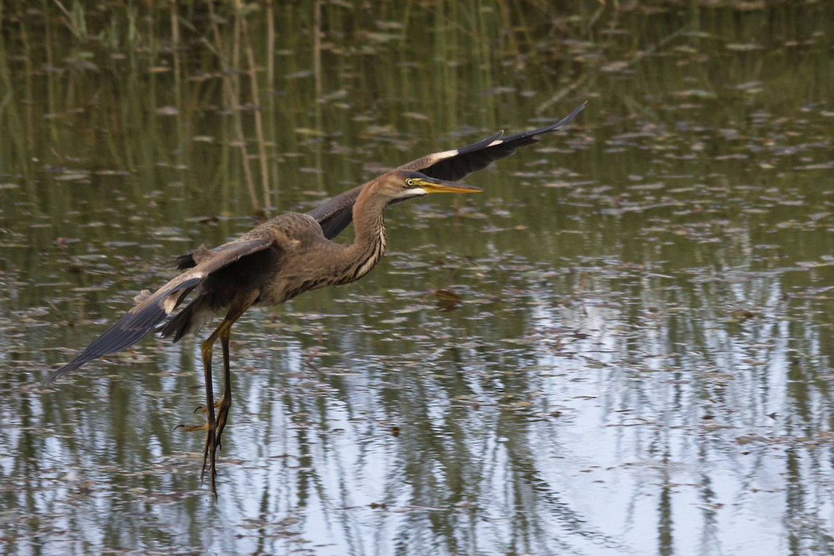 Purple Heron - ML645933636