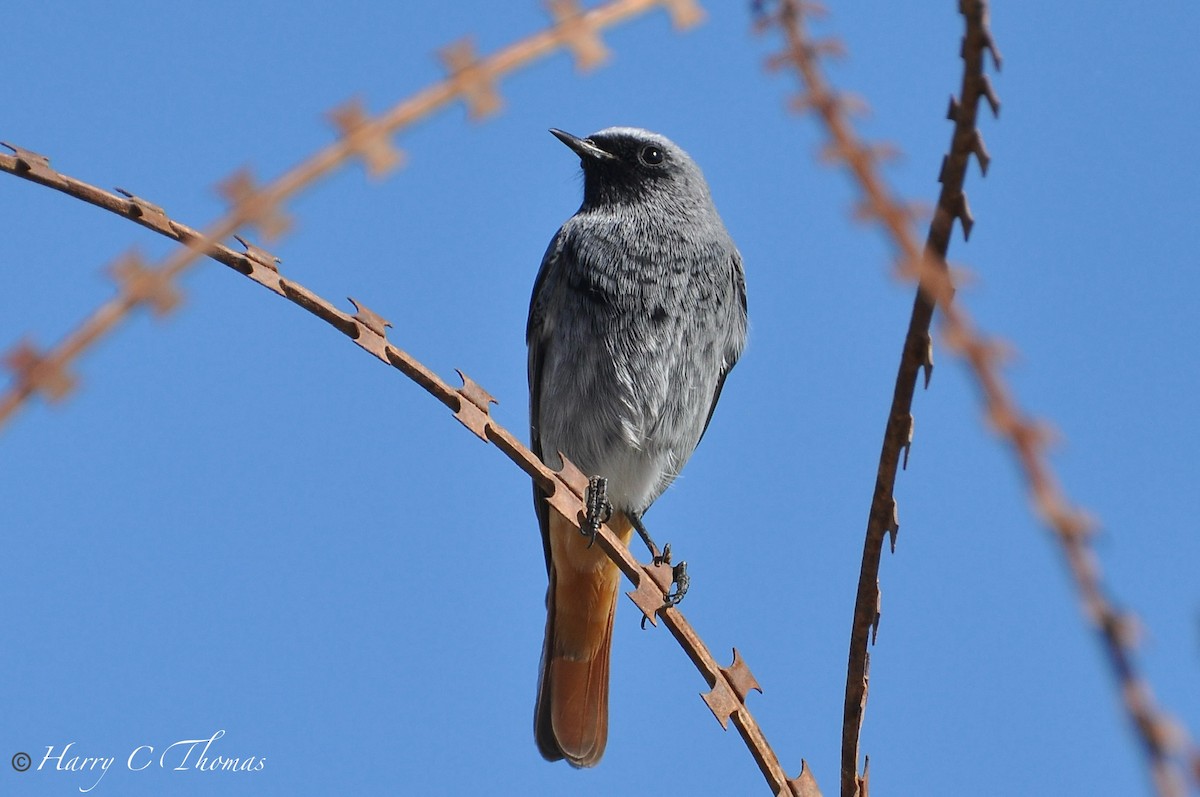 赭紅尾鴝 - ML645933637