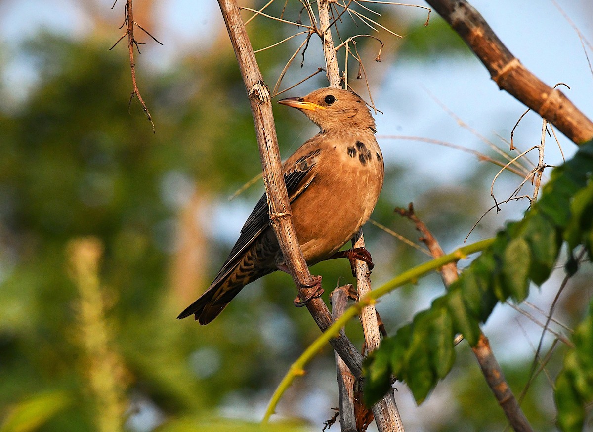 粉紅椋鳥 - ML645933638