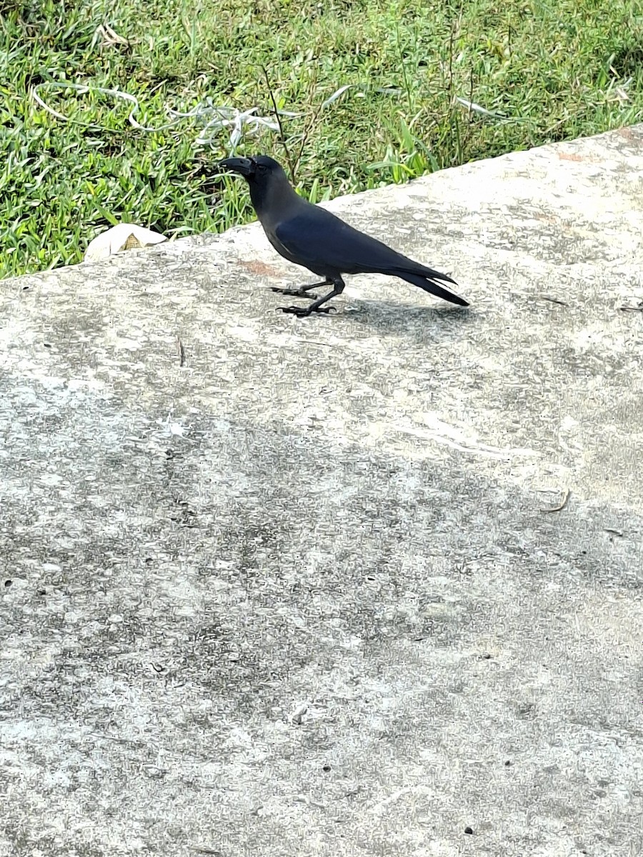 家烏鴉 - ML645933639