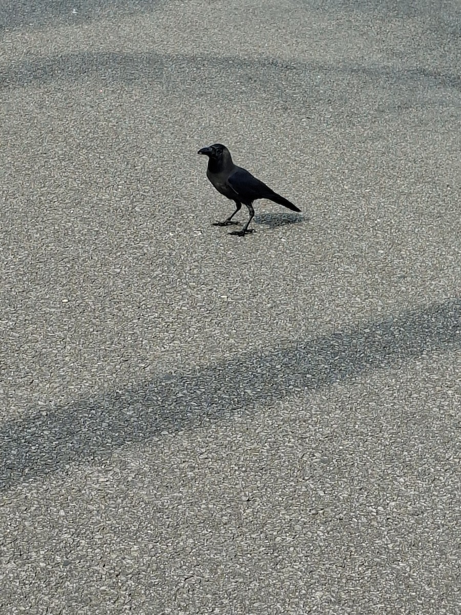 家烏鴉 - ML645933640