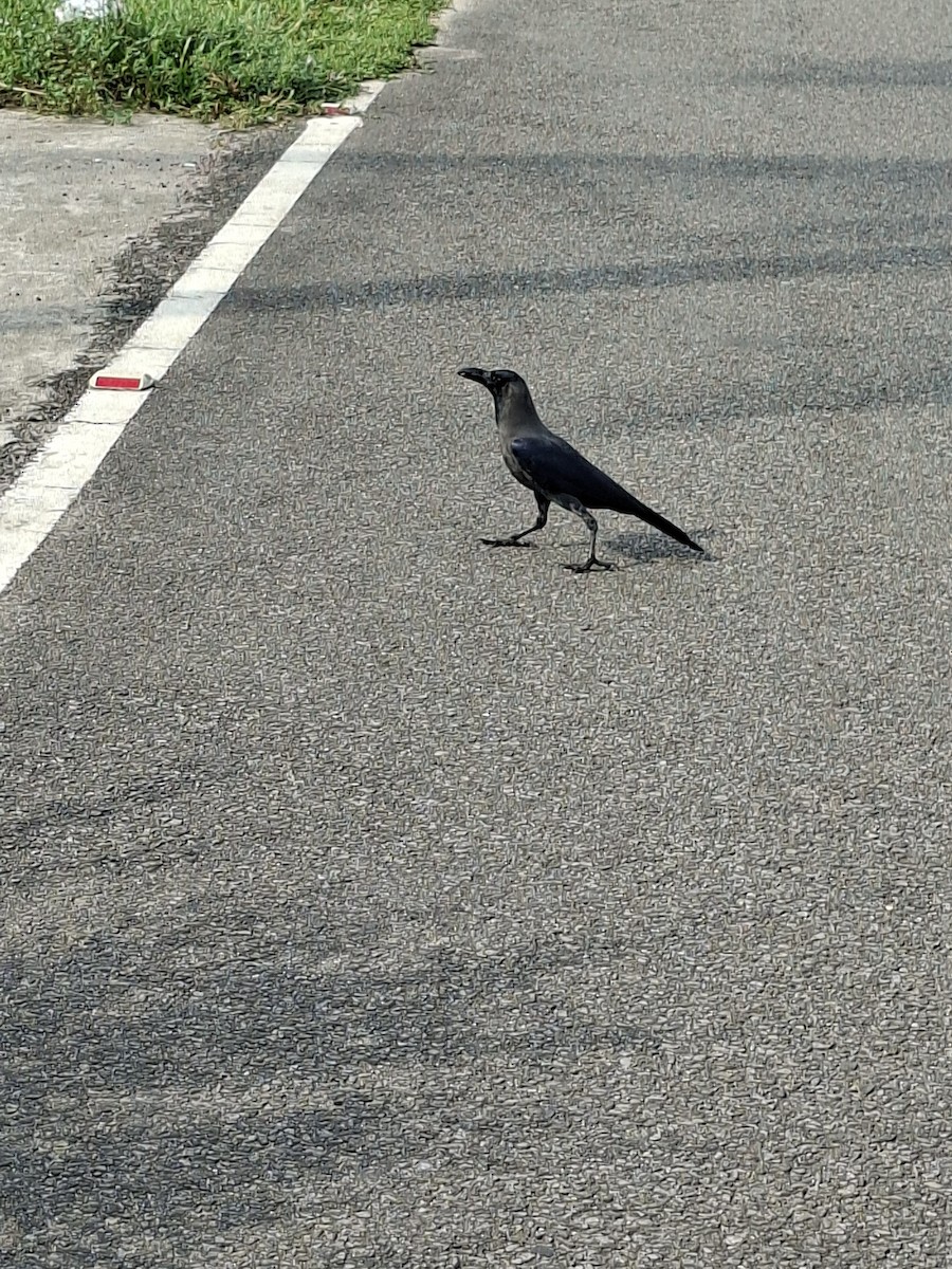 家烏鴉 - ML645933641