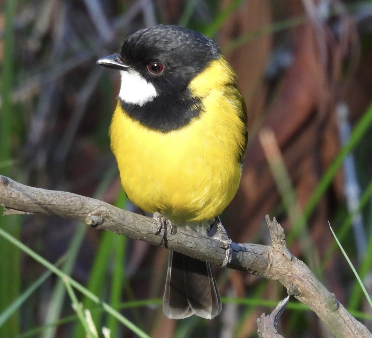 Golden Whistler - ML645933642