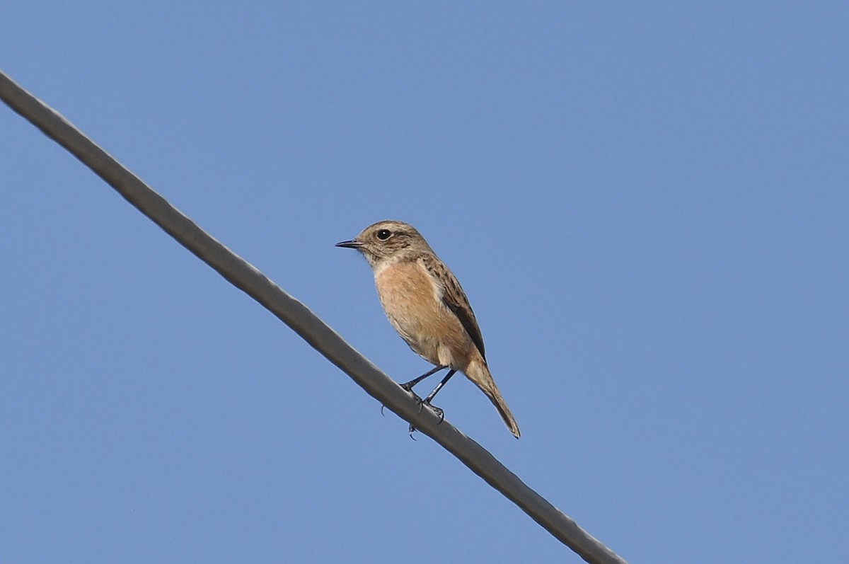 European Stonechat - ML645933643