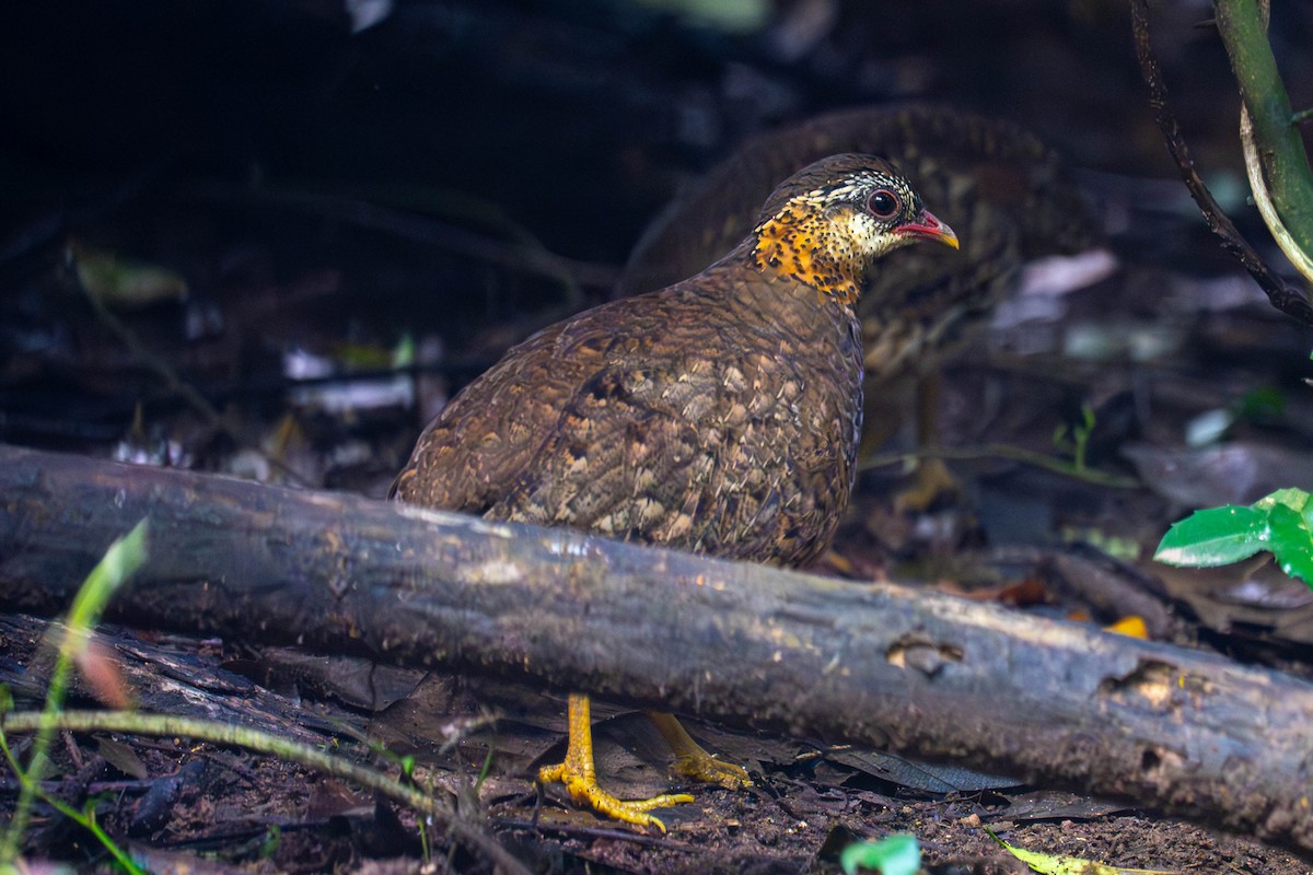 Scaly-breasted Partridge (Green-legged) - ML645933644