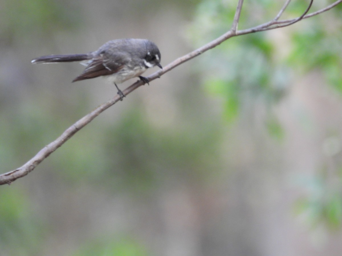 Gray Fantail - ML645933645