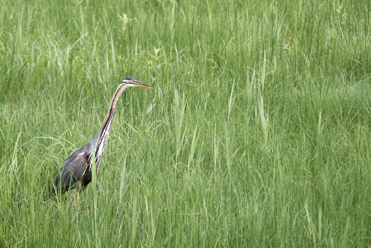 紫鷺 - ML645933646