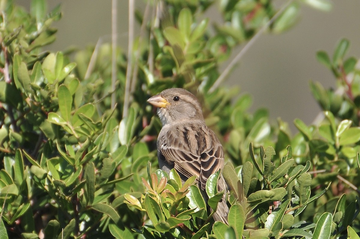 家麻雀 - ML645933647