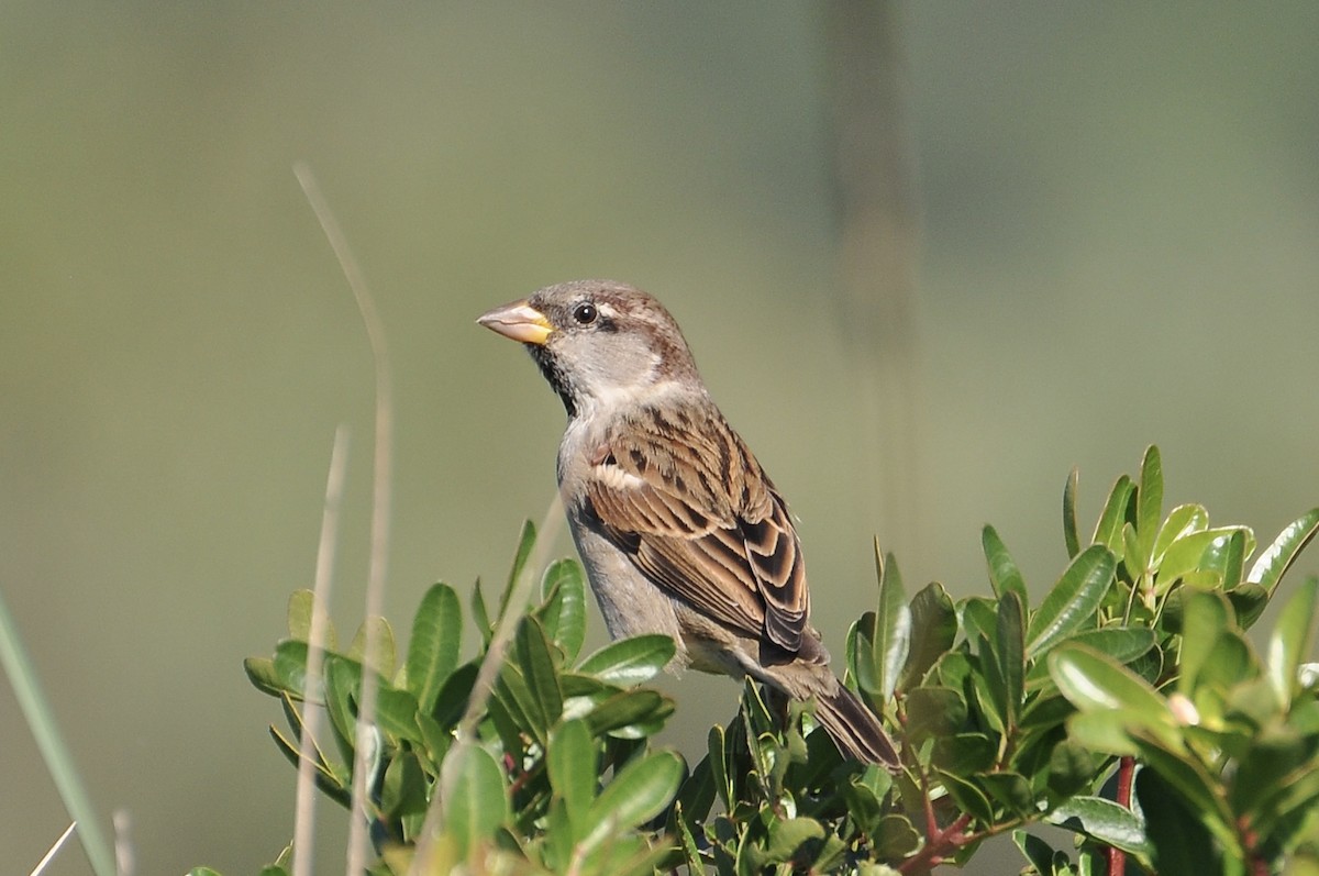 家麻雀 - ML645933648