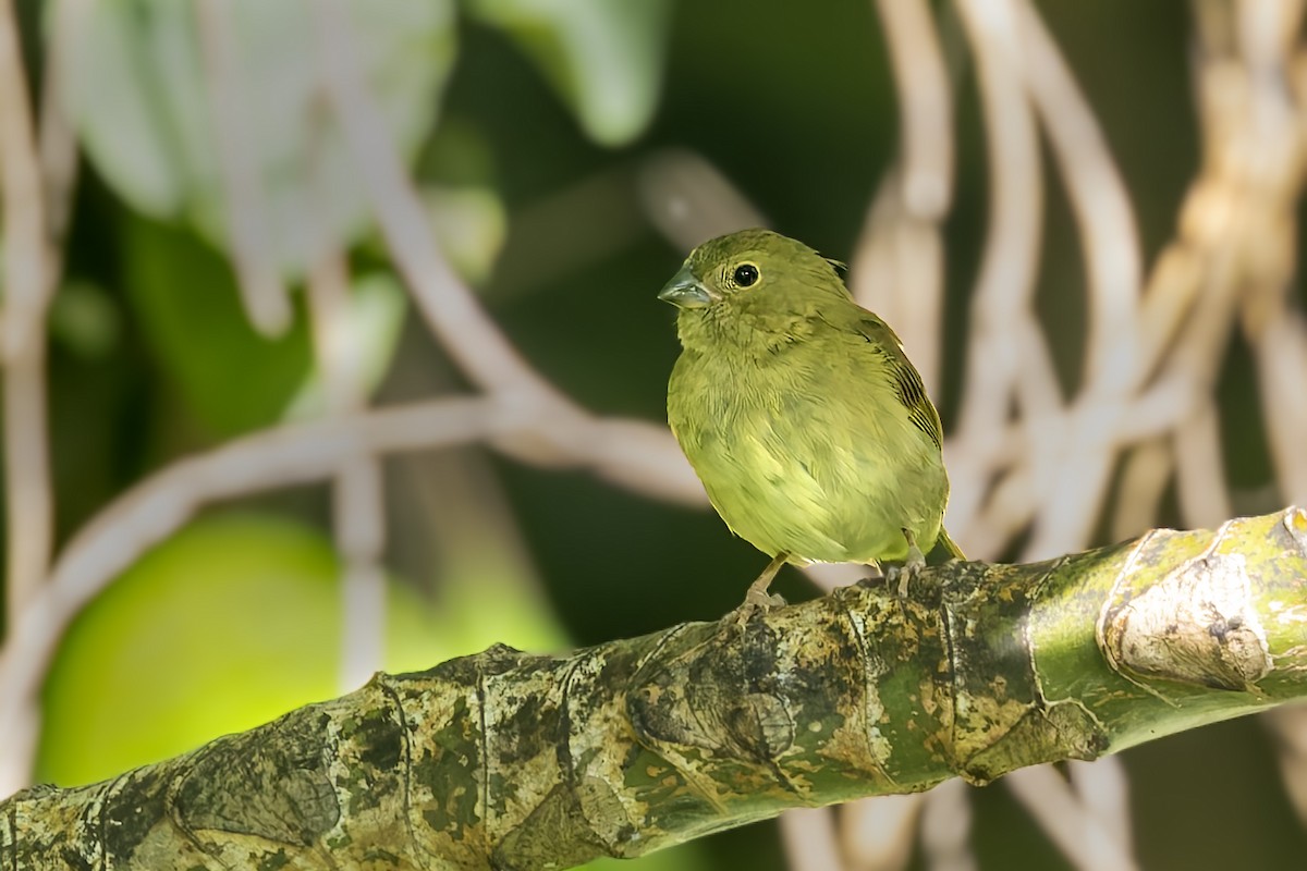 Black-faced Grassquit - ML645933649