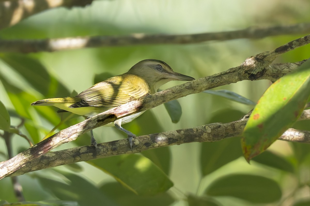 Black-whiskered Vireo - ML645933650