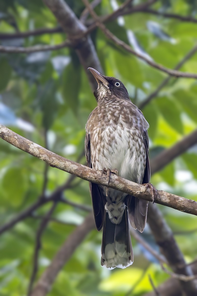 Pearly-eyed Thrasher - ML645933651