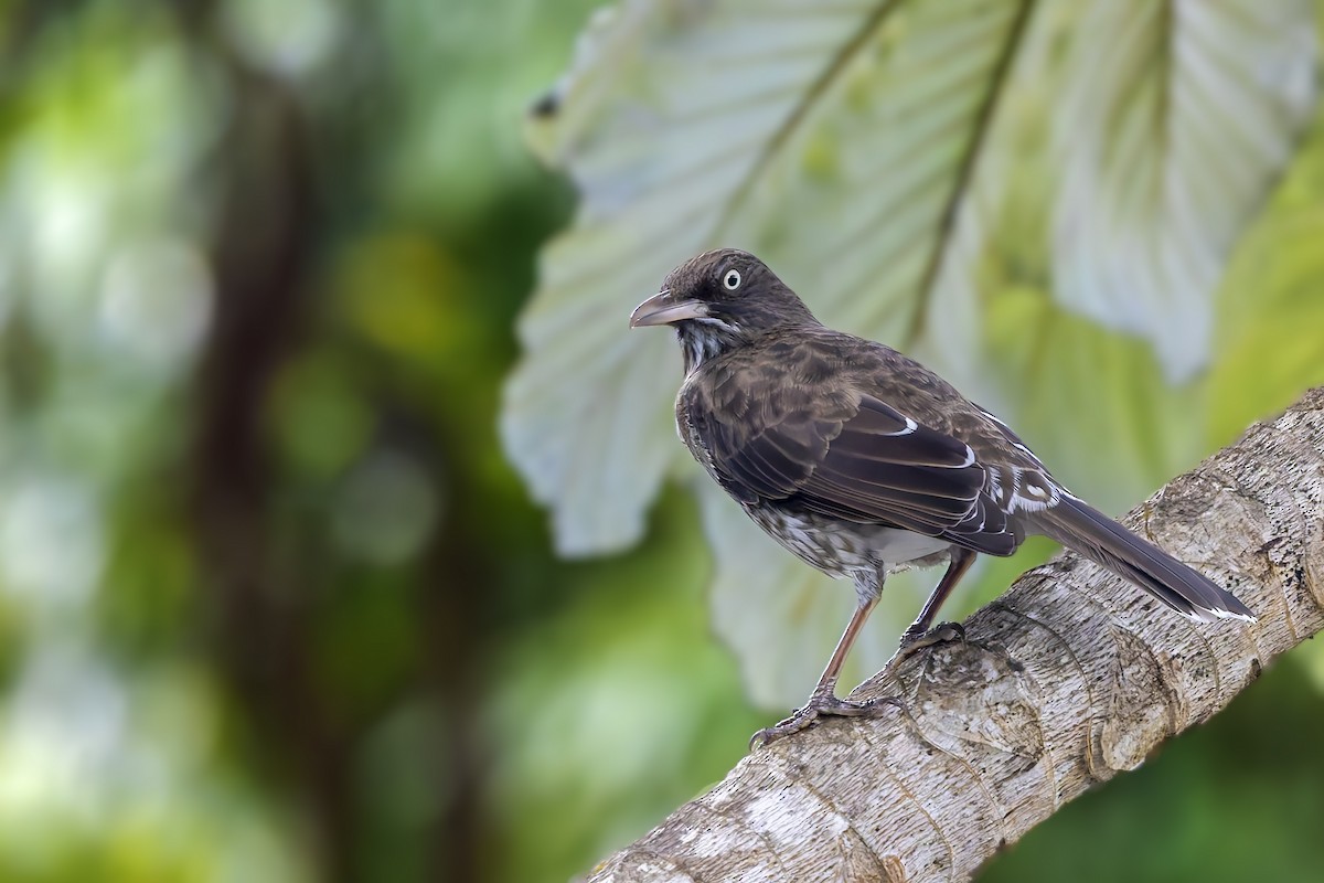Pearly-eyed Thrasher - ML645933652