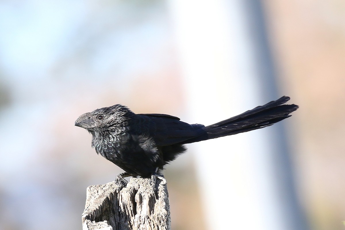 Groove-billed Ani - ML645933654