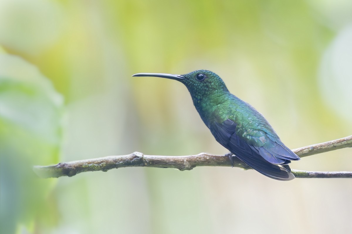 Puerto Rican Emerald - ML645933655