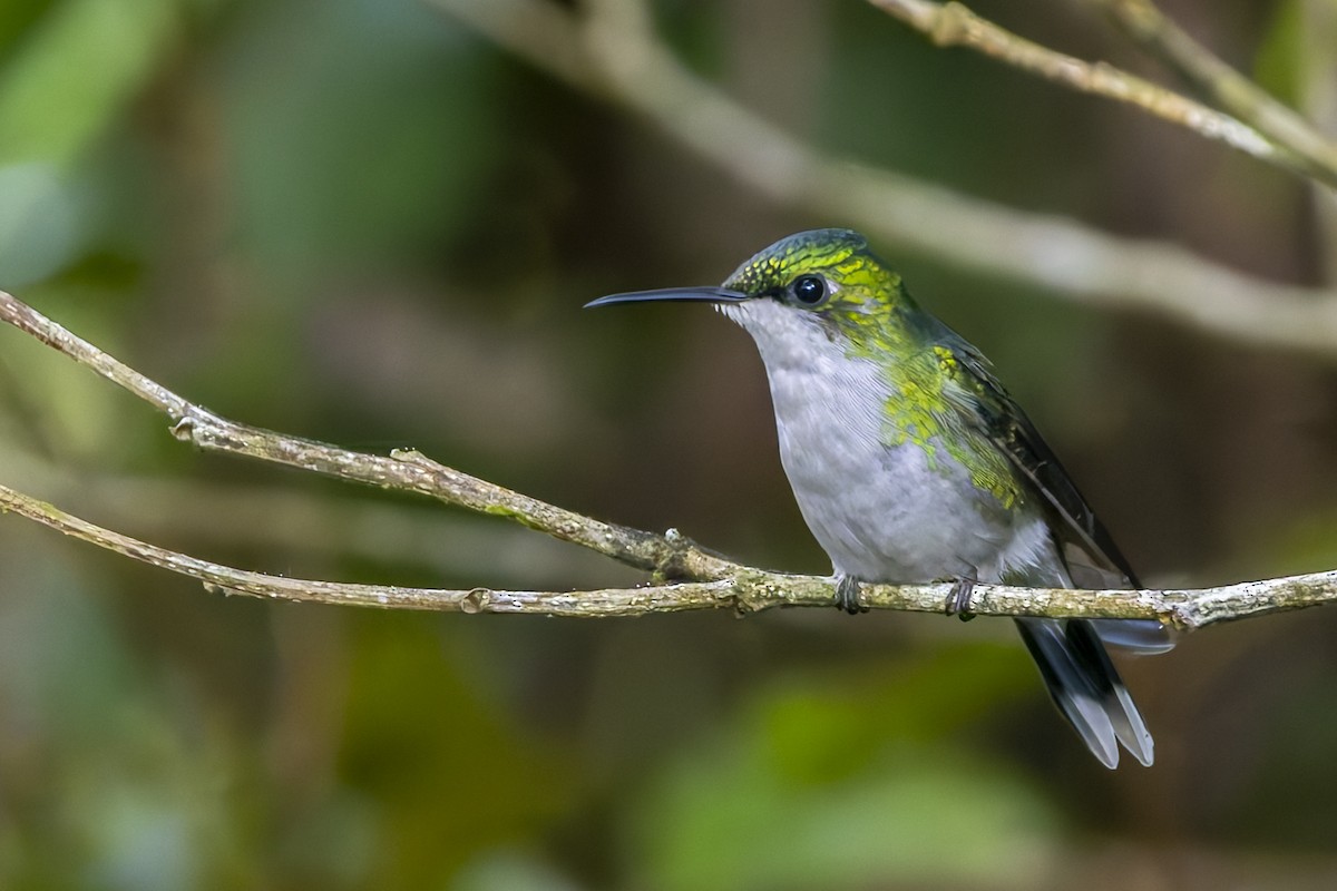 Puerto Rican Emerald - ML645933656