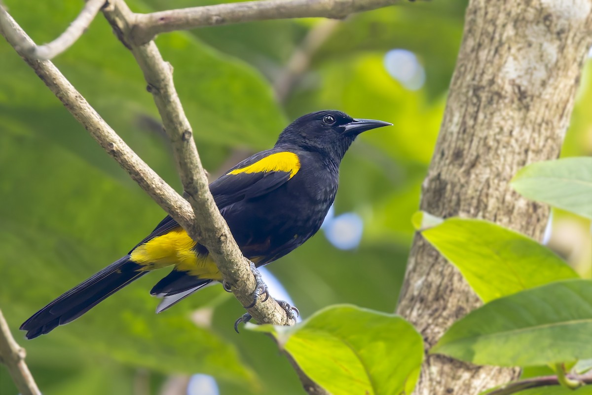Puerto Rican Oriole - ML645933657