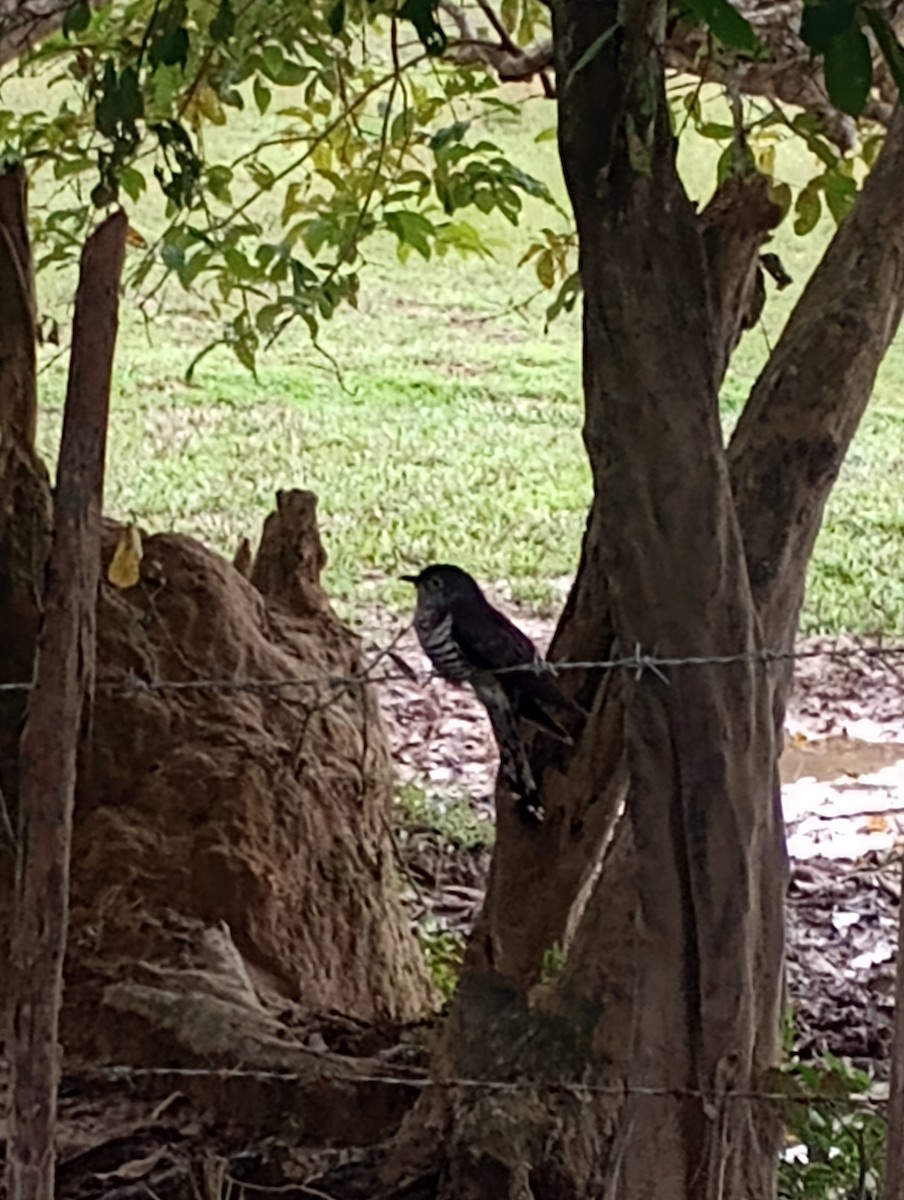 四聲杜鵑 - ML645933658