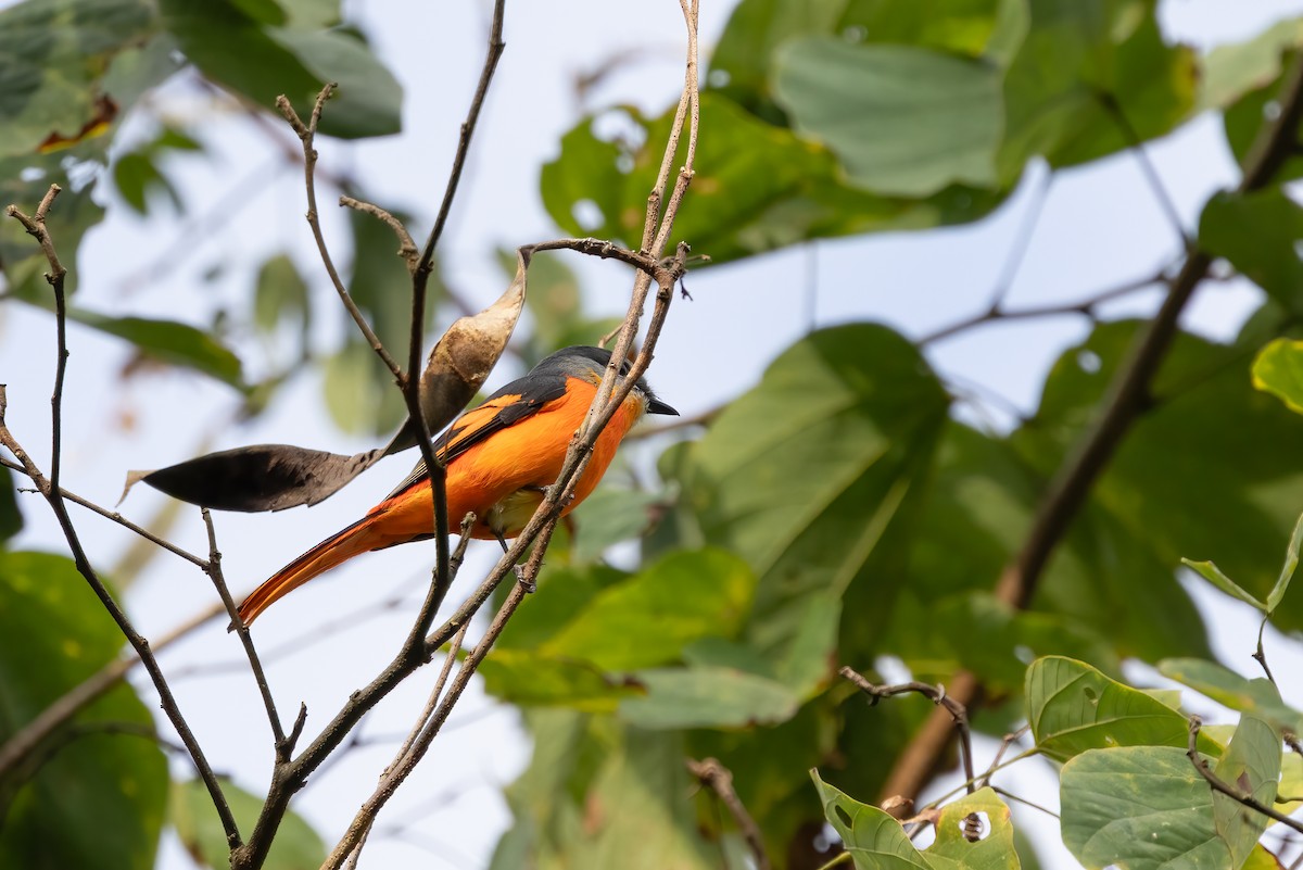 灰喉山椒鳥 - ML645933662