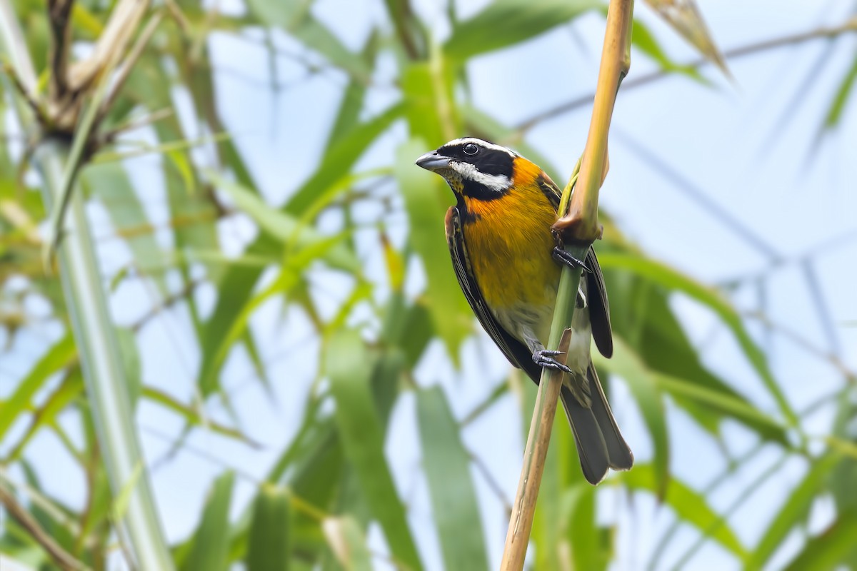 Puerto Rican Spindalis - ML645933663